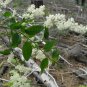 DEERBRUSH Ceanothus integerrimus 41 seeds for planting