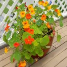 DWARF JEWEL NASTURTIUM NASTURTIUM Tropaeolum minus 'Dwarf Jewel' 19 seeds for planting