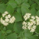 ALTERNATE-LEAVED DOGWOOD ALTERNATELEAF PAGODA DOGWOOD Cornus alternifolia 10 seeds for planting ALTERNATE-LEAVED DOGWOOD ALTERNATELEAF PAGODA DOGWOOD Cornus alternifolia 10 seeds for planting