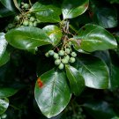 SWAMP BLACKGUM SWAMP TUPELO Nyssa sylvatica var. biflora 14 seeds for planting