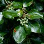 SWAMP BLACKGUM SWAMP TUPELO Nyssa sylvatica var. biflora 14 seeds for planting