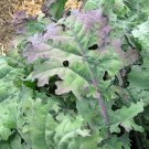 RED RUSSIAN KALE Brassica napus var. Red Russian 63 seeds for planting RED RUSSIAN KALE Brassica napus var. Red Russian 63 seeds for planting