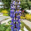 Lupinus polyphyllus | Blue Bonnet | Big-Leaved Lupin | 39 seeds for planting Lupinus polyphyllus | Blue Bonnet | Big-Leaved Lupin | 39 seeds for planting