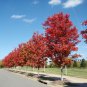 FREEMAN FREEMANS MAPLE Acer x freemanii dry seed 23 seeds for planting