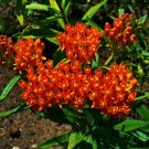 BUTTERFLY MILKWEED BUTTERFLY WEED Asclepias tuberosa 80 seeds for planting BUTTERFLY MILKWEED BUTTERFLY WEED Asclepias tuberosa 80 seeds for planting