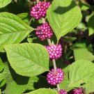 AMERICAN BEAUTYBERRY Callicarpa americana 71 seeds for planting