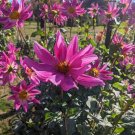 CACTUS FLOWERED HYBRID MIX DAHLIA Dahlia variabilis Cactus flowered Hybrids mixed 73 seeds CACTUS FLOWERED HYBRID MIX DAHLIA Dahlia variabilis Cactus flowered Hybrids mixed 73 seeds