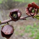 COMMON PAWPAW Asimina triloba 10 seeds for planting