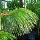 OCOTE CARETILLA PINABETE PINO OCOTE SCHWERDTFEGERS PINE TECUN UMAN PINE Pinus tecunumanii 75 seeds OCOTE CARETILLA PINABETE PINO OCOTE SCHWERDTFEGERS PINE TECUN UMAN PINE Pinus tecunumanii 75 seeds