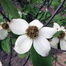 PACIFIC DOGWOOD Cornus nuttallii 18 seeds for planting PACIFIC DOGWOOD Cornus nuttallii 18 seeds for planting