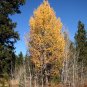 ABELE SILVER POPLAR SILVERLEAF WHITE POPLAR Populus canescens 180 seeds for planting