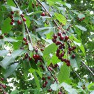 CERTIFIED VIRUS INDEXED MAZZARD CHERRY GEAN CHERRY Prunus avium 'CVI' 12 seeds for planting CERTIFIED VIRUS INDEXED MAZZARD CHERRY GEAN CHERRY Prunus avium 'CVI' 12 seeds for planting