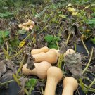WALTHAM BUTTERNUT SQUASH Cucurbita moschata 'Waltham Butternut' 29 seeds for planting