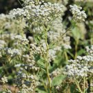WILD QUININE Parthenium integrifolium 101 seeds for planting WILD QUININE Parthenium integrifolium 101 seeds for planting