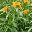 SIBERIAN WALLFLOWER Erysimum marshallii 180 seeds for planting SIBERIAN WALLFLOWER Erysimum marshallii 180 seeds for planting