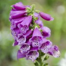 COMMON FOXGLOVE PURPLE FOXGLOVE Digitalis purpurea 250 seeds for planting COMMON FOXGLOVE PURPLE FOXGLOVE Digitalis purpurea 250 seeds for planting