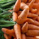 TENDERSWEET CARROT Daucus carota ssp. sativus var. Tendersweet 100 seeds for planting TENDERSWEET CARROT Daucus carota ssp. sativus var. Tendersweet 100 seeds for planting