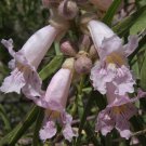 DESERT WILLOW Chilopsis linearis 21 seeds for planting