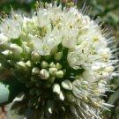 Allium fistulosum 'White Spear Bunches' 100 seeds for planting