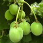 BARBADOS NUT PHYSIC NUT Jatropha curcas 15 seeds for planting