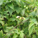 Korean Clematis Yellow Clematis Clematis serratifolia 25 seeds for planting
