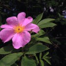 SWAMP ROSE Rosa palustris 44 seeds for planting SWAMP ROSE Rosa palustris 44 seeds for planting
