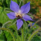 BORAGE COMMON BORAGE Borago officinalis 40 seeds for planting