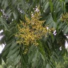 CHINESE SOAPBERRY WASH-NUT TREE Sapindus mukorossi 6 seeds for planting CHINESE SOAPBERRY WASH-NUT TREE Sapindus mukorossi 6 seeds for planting