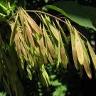 BLUE ASH Fraxinus quadrangulata 25 seeds for planting