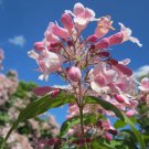 BEAUTY BEAUTYBUSH Kolkwitzia amabilis 27 seeds for planting BEAUTY BEAUTYBUSH Kolkwitzia amabilis 27 seeds for planting