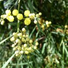 SILVER WATTLE SWAMP WATER WATTLE Acacia retinodes 21 seeds for planting