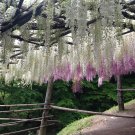 WHITE CHINESE WISTERIA Wisteria sinensis var. Alba 5 seeds for planting WHITE CHINESE WISTERIA Wisteria sinensis var. Alba 5 seeds for planting