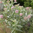 SHOWY MILKWEED Asclepias speciosa 34 seeds for planting
