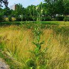 CULTIVATED TEASEL FULLERS TEASEL Dipsacus sativus 153 seeds for planting CULTIVATED TEASEL FULLERS TEASEL Dipsacus sativus 153 seeds for planting