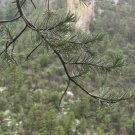 CHIHUAHUAN PINE Pinus leiophylla 98 seeds for planting CHIHUAHUAN PINE Pinus leiophylla 98 seeds for planting