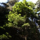 SAKHALIN FIR Abies sachalinensis 28 seeds for planting
