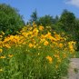 Lance Coreopsis Lanceleaf Tickseed Coreopsis lanceolata 109 seeds for planting