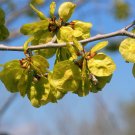 RED ELM SLIPPERY ELM Ulmus rubra winged 25 seeds for planting RED ELM SLIPPERY ELM Ulmus rubra winged 25 seeds for planting