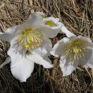 BLACK HELLEBORE CHRISTMAS ROSE Helleborus niger 32 seeds for planting BLACK HELLEBORE CHRISTMAS ROSE Helleborus niger 32 seeds for planting