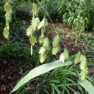INDIAN WOODOATS NORTHERN SEA OATS WILDOATS OATS Chasmanthium latifolium 65 seeds for planting