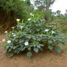 ANGELS TRUMPET DOWNY THORN APPLE INDIAN MOONFLOWER PRICKLYBURR Datura inoxia 27 seeds for planting