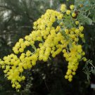 BAILEY ACACIA COOTAMUNDRA WATTLE GOLDEN MIMOSA Acacia baileyana 44 seeds for planting BAILEY ACACIA COOTAMUNDRA WATTLE GOLDEN MIMOSA Acacia baileyana 44 seeds for planting