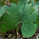 BLOODROOT Sanguinaria canadensis 25 seeds for planting