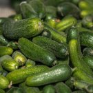 CUCUMBER GARDEN CUCUMBER Cucumis sativus 'Spacemaster' 67 seeds for planting CUCUMBER GARDEN CUCUMBER Cucumis sativus 'Spacemaster' 67 seeds for planting