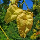 GOLDEN RAIN TREE PRIDE OF INDIA VARNISH TREE Koelreuteria paniculata 13 seeds for planting GOLDEN RAIN TREE PRIDE OF INDIA VARNISH TREE Koelreuteria paniculata 13 seeds for planting