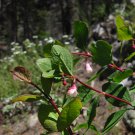 MOUNTAIN SNOWBERRY Symphoricarpos oreophilus 45 seeds for planting