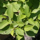 AMERICAN DOGWOOD RED OSIER RED-ROOD RED-TWIG DOGWOOD Cornus sericea 23 seeds for planting AMERICAN DOGWOOD RED OSIER RED-ROOD RED-TWIG DOGWOOD Cornus sericea 23 seeds for planting