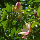 RED LOTUS TREE Magnolia insignis 15 seeds for planting RED LOTUS TREE Magnolia insignis 15 seeds for planting