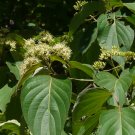 BIGLEAF LARGE-LEAF DOGWOOD Cornus macrophylla 38 seeds for planting BIGLEAF LARGE-LEAF DOGWOOD Cornus macrophylla 38 seeds for planting