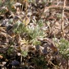 FRINGED SAGEWORT Artemisia frigida 300 seeds for planting